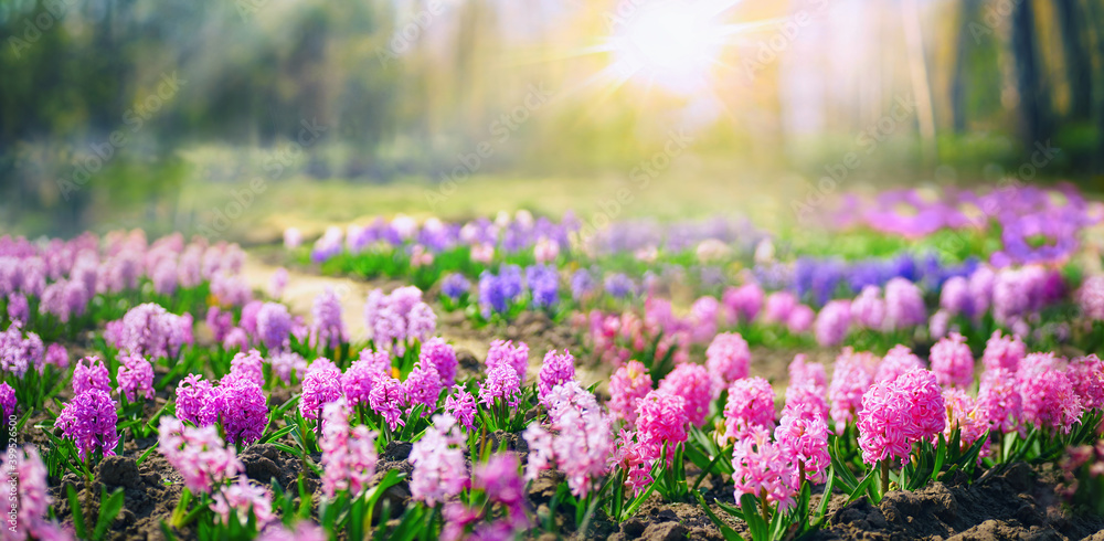 森林中的春天空地，在阳光明媚的日子里，有粉红色和紫色的风信子开花。五颜六色的nat