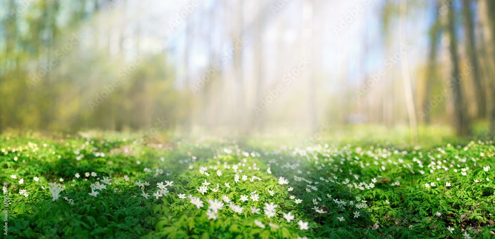 春天阳光下背景森林上美丽的银莲花。春天莫