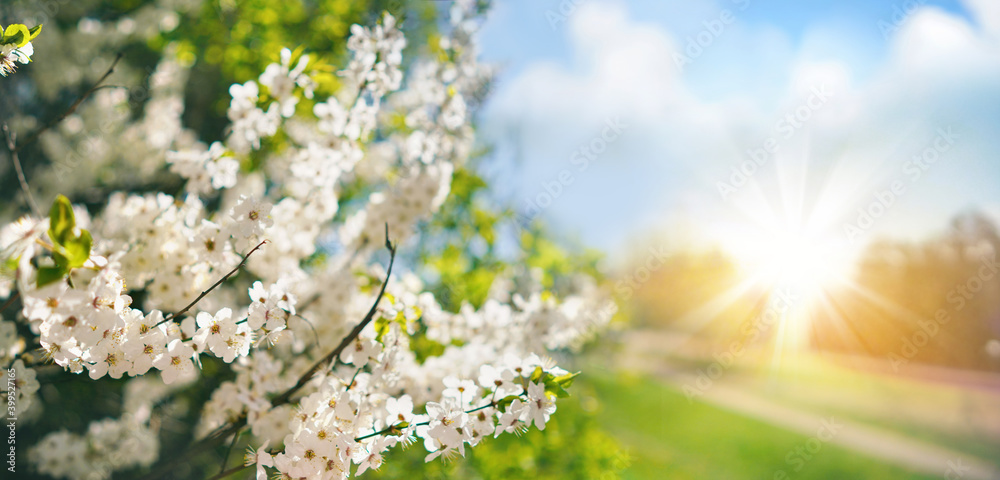 美丽的春天景观，有选择性的柔和焦点。自然公园里一棵开花树的树枝。