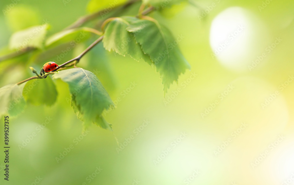 桦树树枝，绿色年轻多汁的叶子和瓢虫在阳光下，在室外有柔和的焦点。