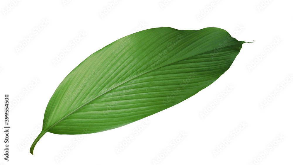 白色背景下分离的姜黄（姜黄）生姜中草药植物的绿叶，c