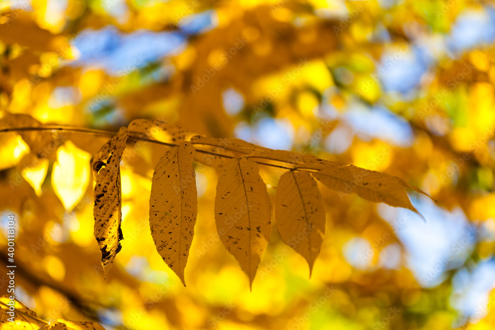 美丽的秋叶和树木在山上变色秋天金色的树叶阳光和秋天