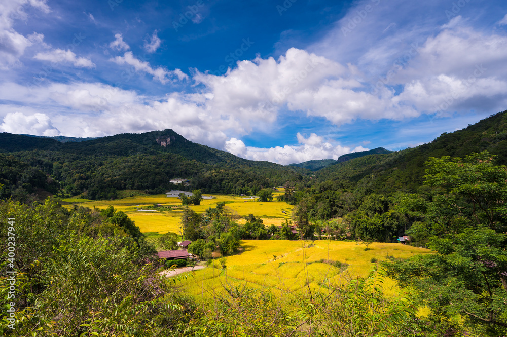 golden rice terrace field in Mae Klang Luang village in Chom Thong District, Chiang Mai province, Th
