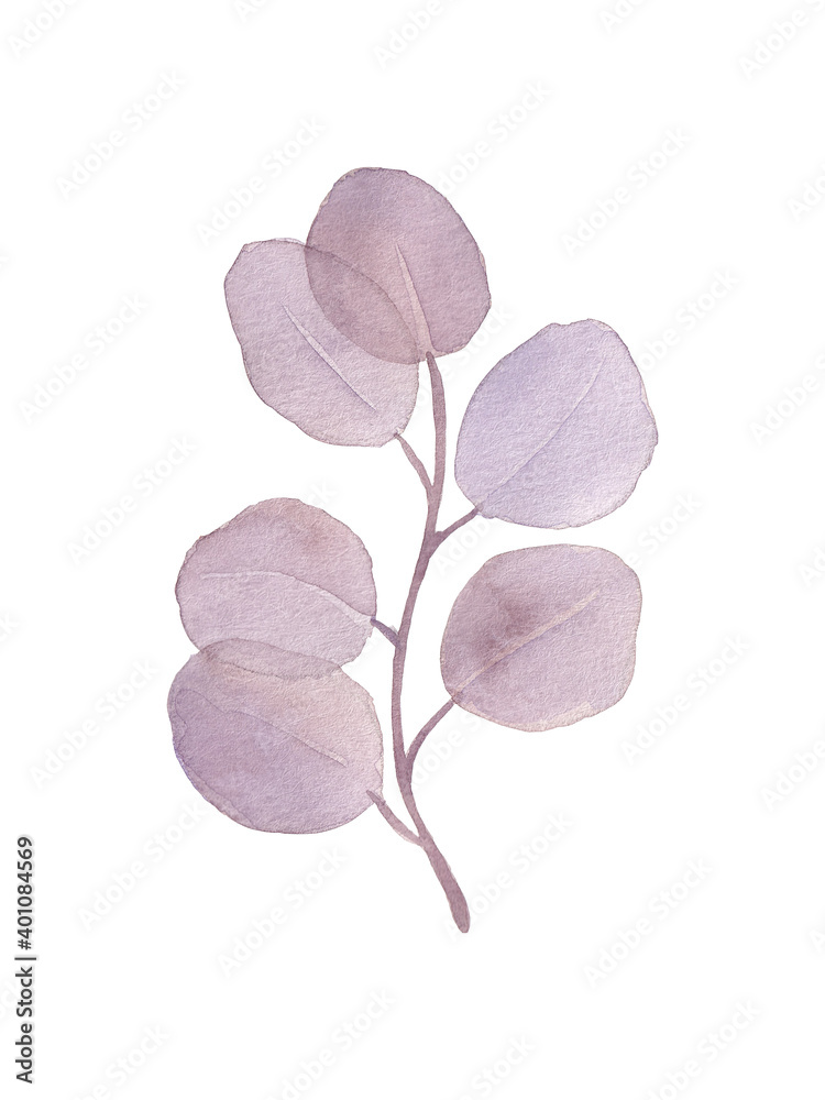 银元桉树叶的水彩孤立紫色绘画