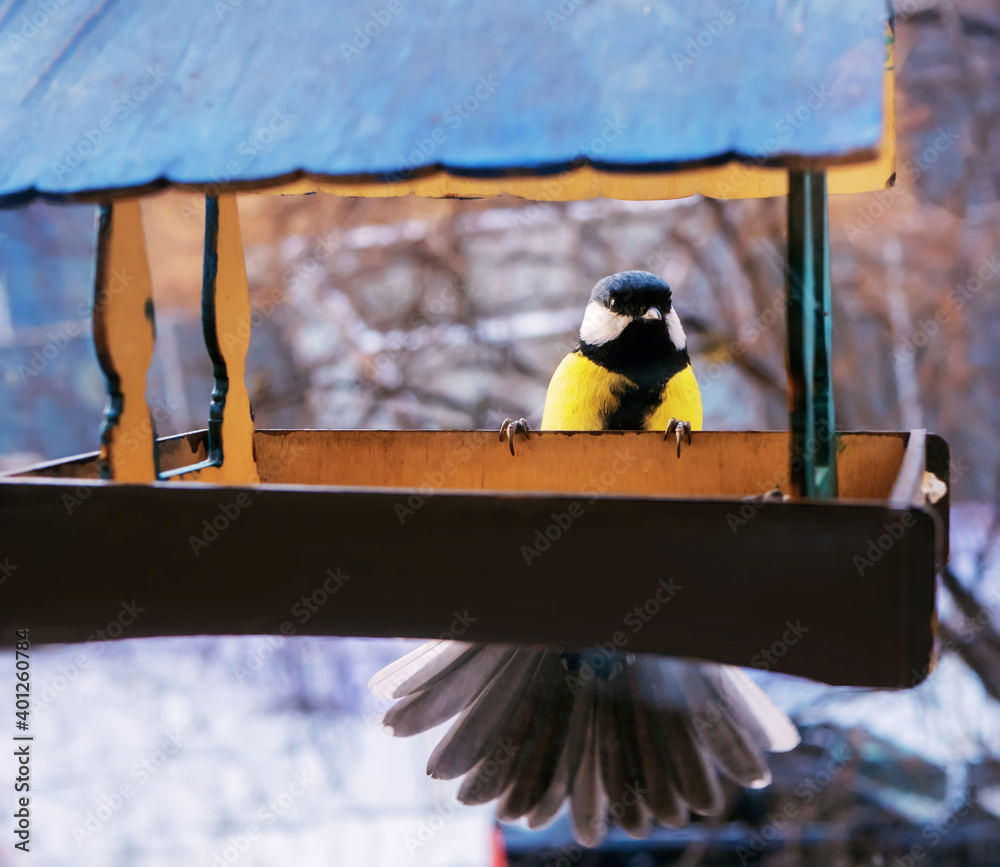 在阳光明媚的冬日，喂食器上的大山雀。