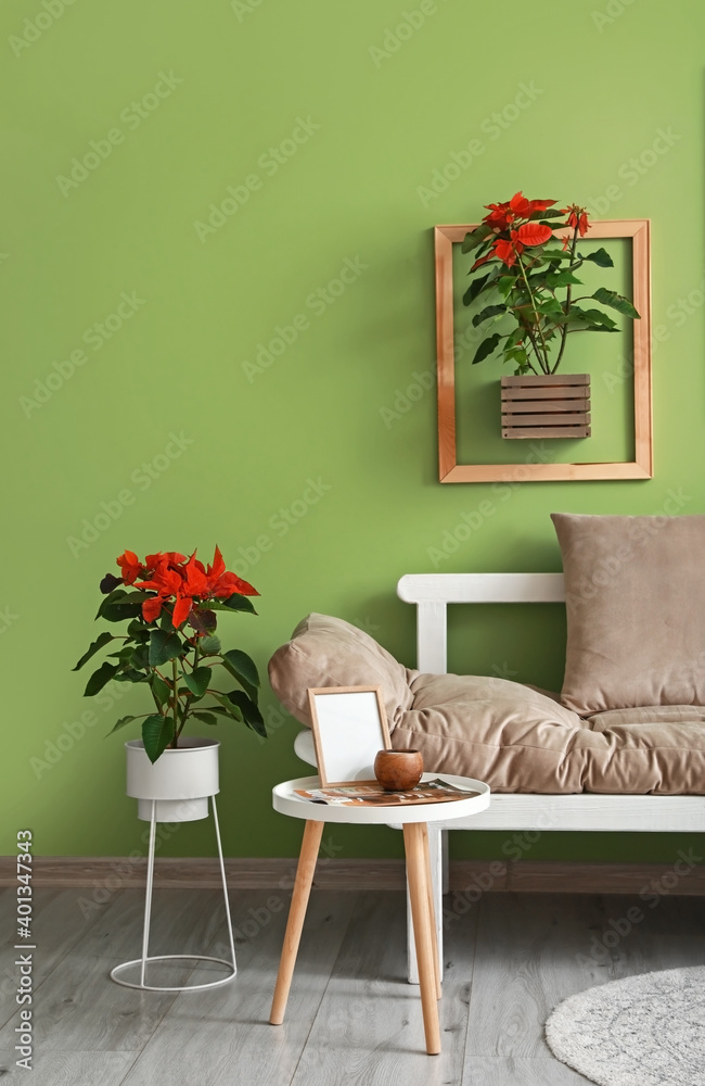 圣诞植物一品红与室内沙发