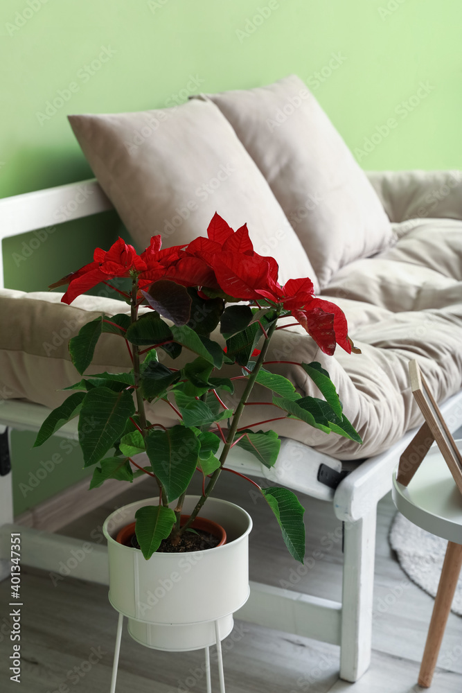 室内圣诞植物一品红和沙发