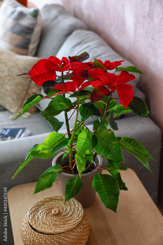 房间内部桌子上的圣诞植物一品红
