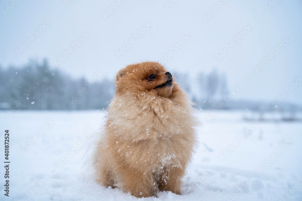 小柚子斯皮茨微笑着在雪地里奔跑。可爱的小狗在冬天玩得很开心。圣诞精灵