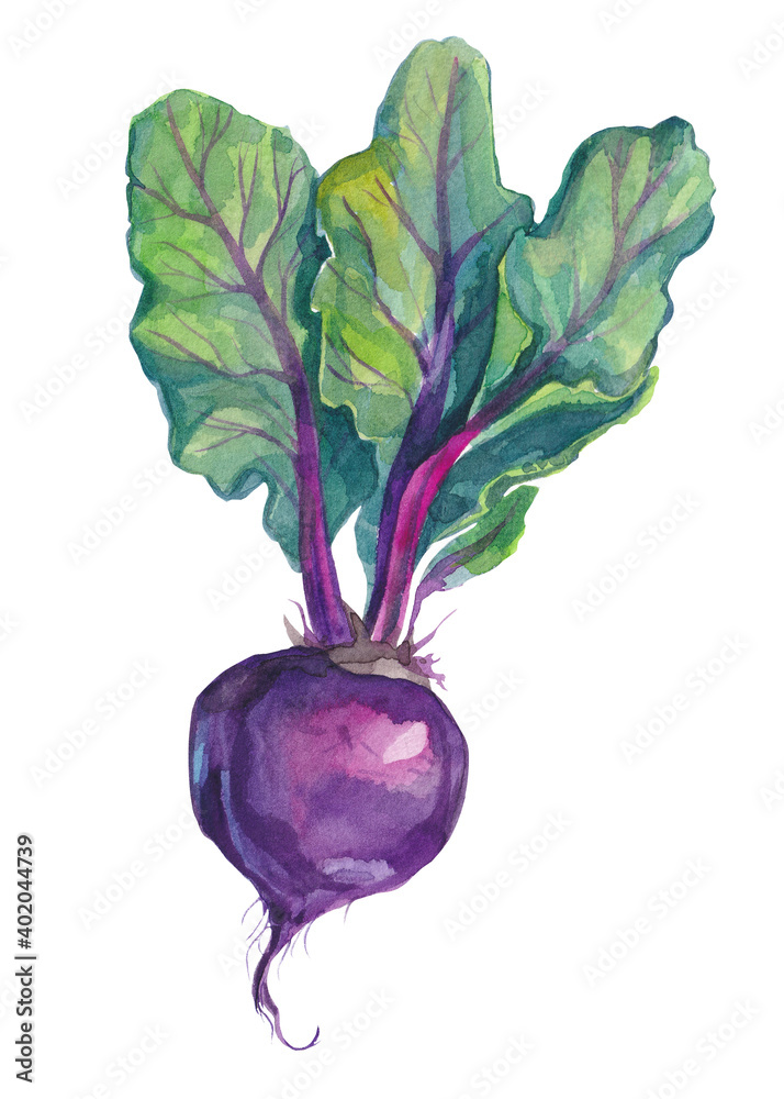 紫色甜菜根，叶子用水彩画