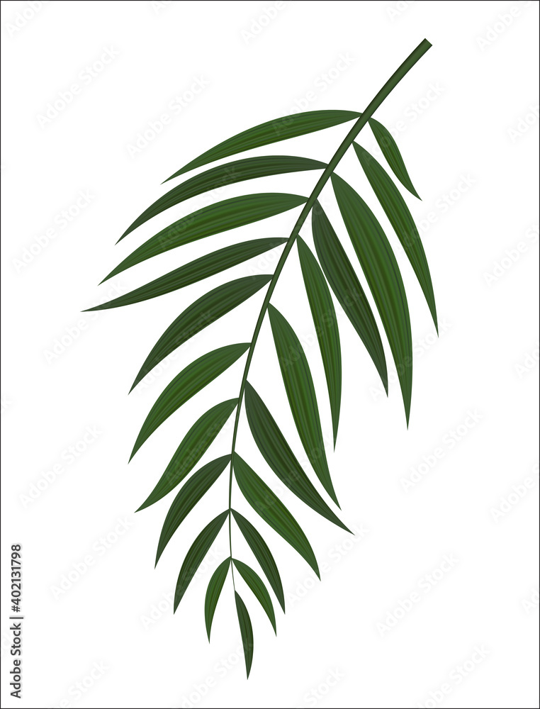 抽象逼真的绿色棕榈叶。设计元素。矢量插图EPS10