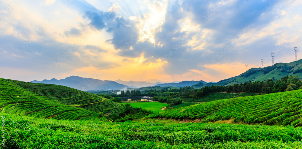绿茶种植。农业领域的自然背景。
