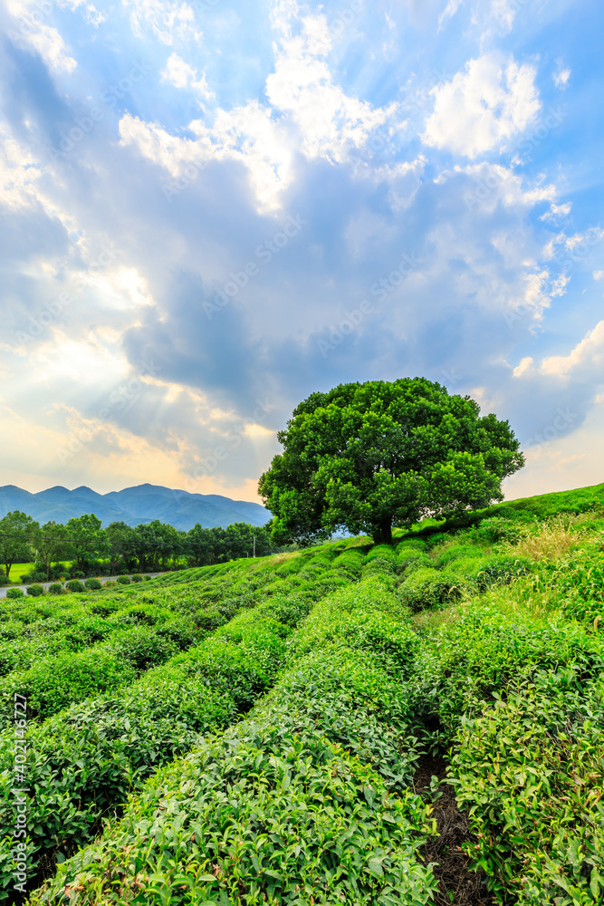 绿茶种植。农业领域自然背景。