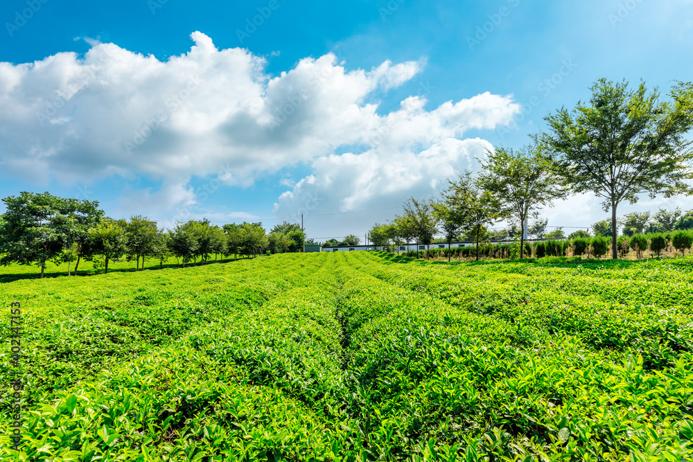 绿茶种植。农业领域的自然背景。