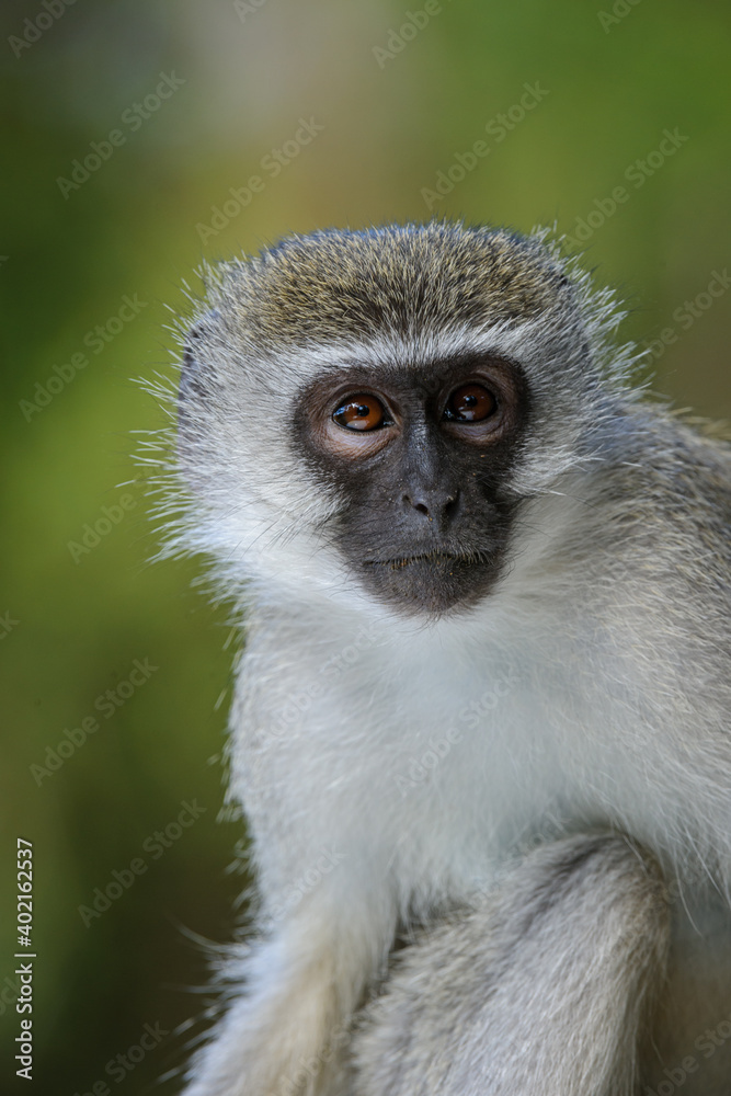Vervet monkey（Chlorocebus pygerythrus）。东海岸。Isimangaliso湿地公园。夸祖鲁-纳塔尔。S