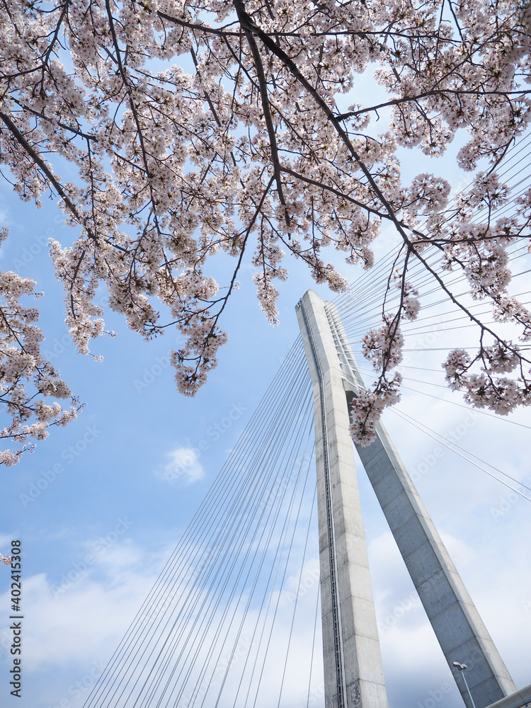 高速道路の斜張橋と桜