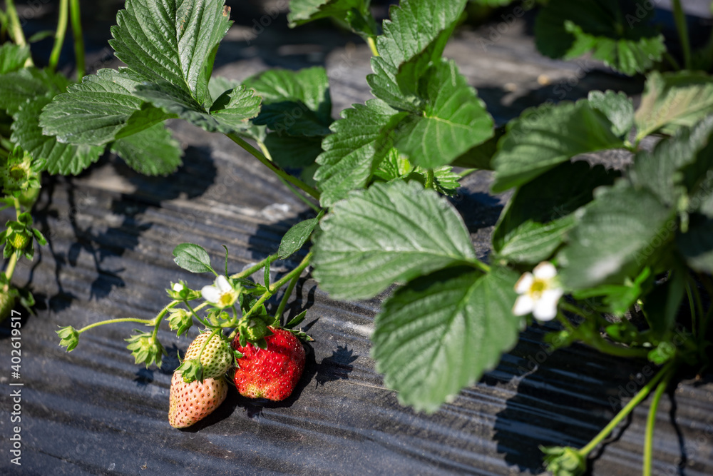 绿叶间新鲜饱满的红草莓