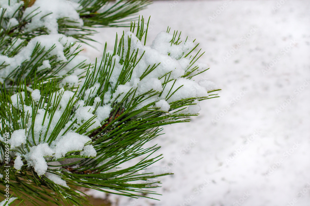雪上的圣诞树。冬季背景。冬季明亮的背景，带雪的松树枝。纳图