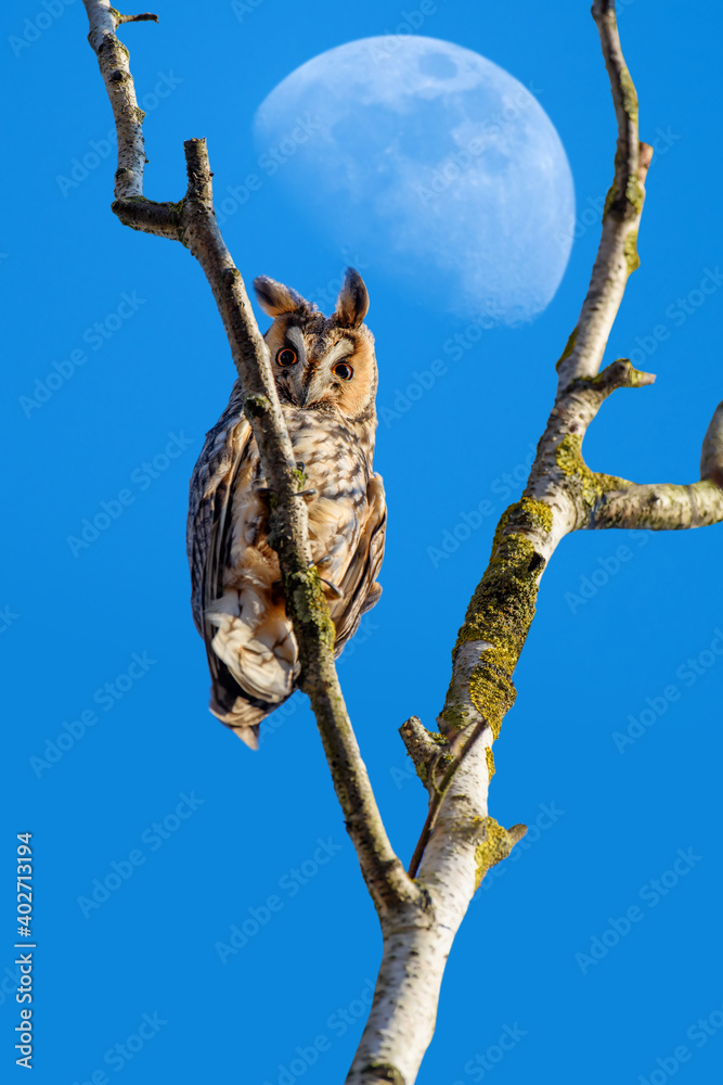 Young owl sits on a branch and looks at the camera