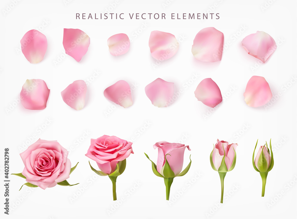 粉色玫瑰的逼真矢量元素集。玫瑰花的粉色花瓣、花蕾和开放的花朵隔离物