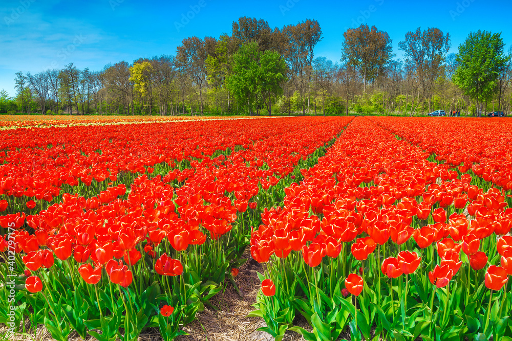 荷兰美丽的春天景色，红色的五颜六色的郁金香田