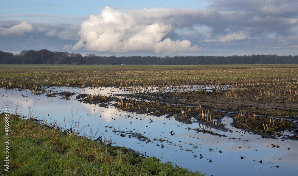 冬天的玉米田。洪水。荷兰乌菲尔特·德伦特。乡村。