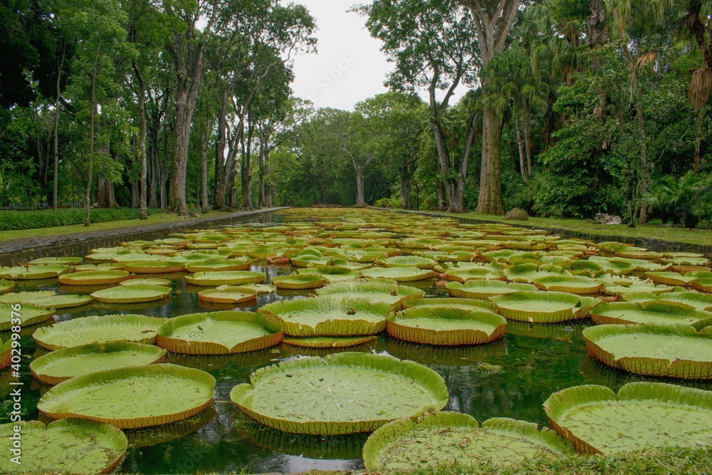 维多利亚亚马逊巨型睡莲的天然池塘。宾夕法尼亚州Seewoosagur Ramgoolam爵士植物园