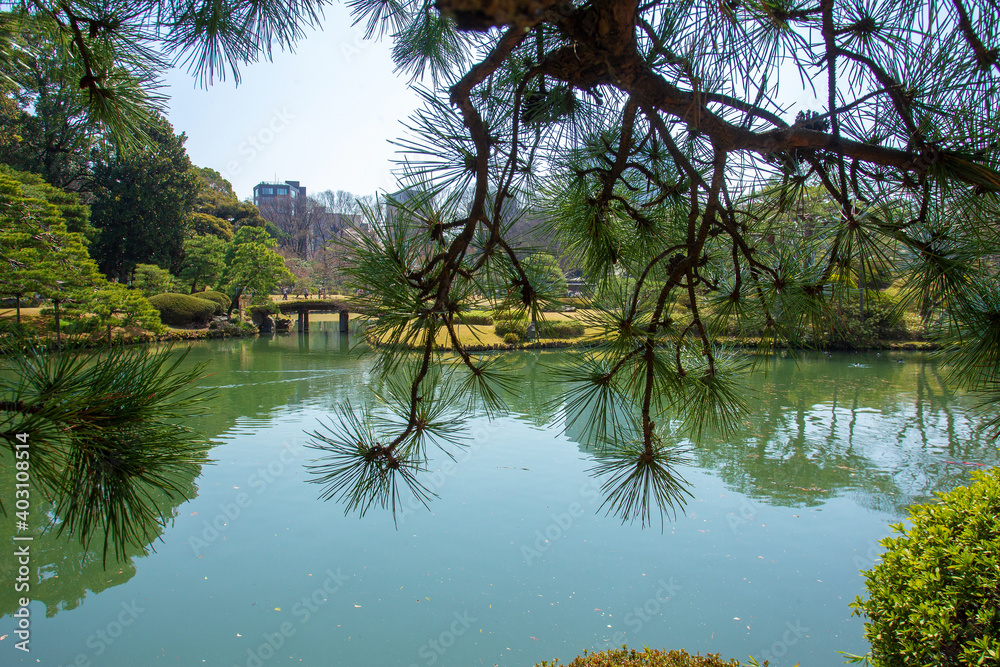 日本公园的松针——东京樱花的时间！