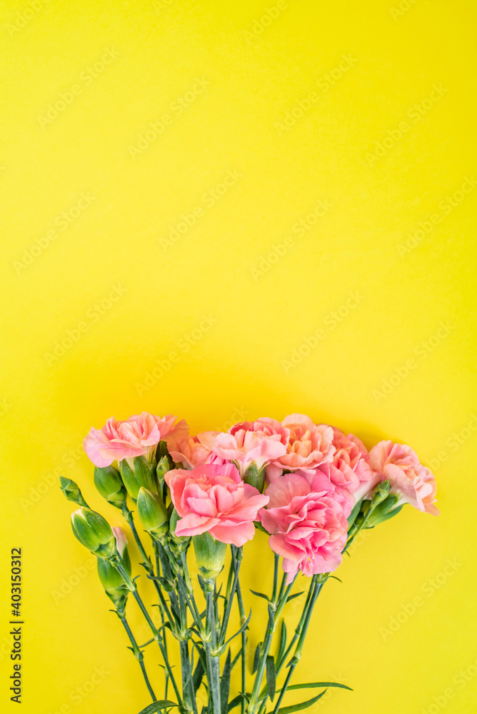 美丽多彩的康乃馨花