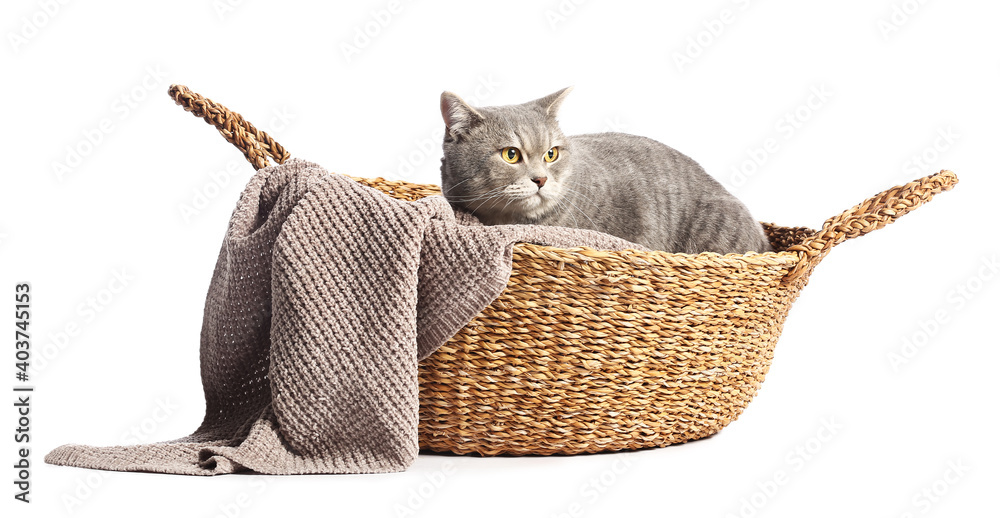 白色背景柳条篮子里可爱的灰色猫