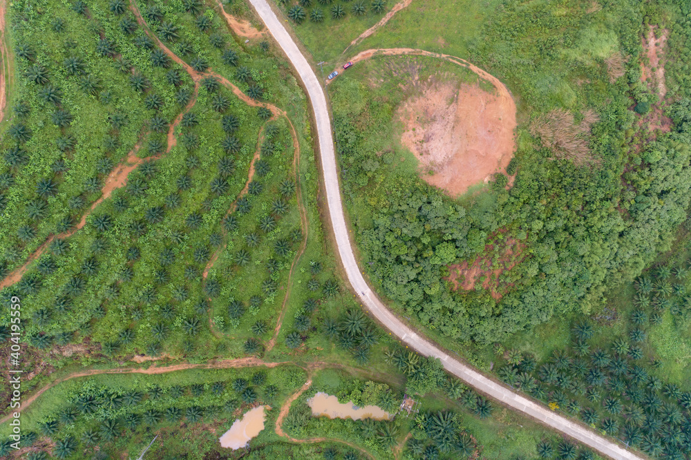 泰国攀加省高山棕榈树种植园排中的空弯道