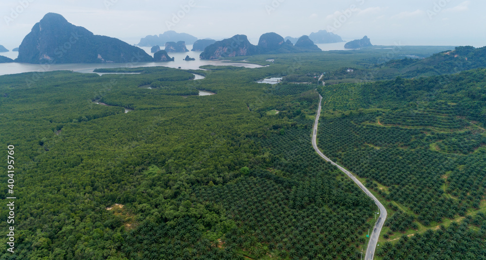 泰国攀加省高山棕榈树种植园排中的空弯道