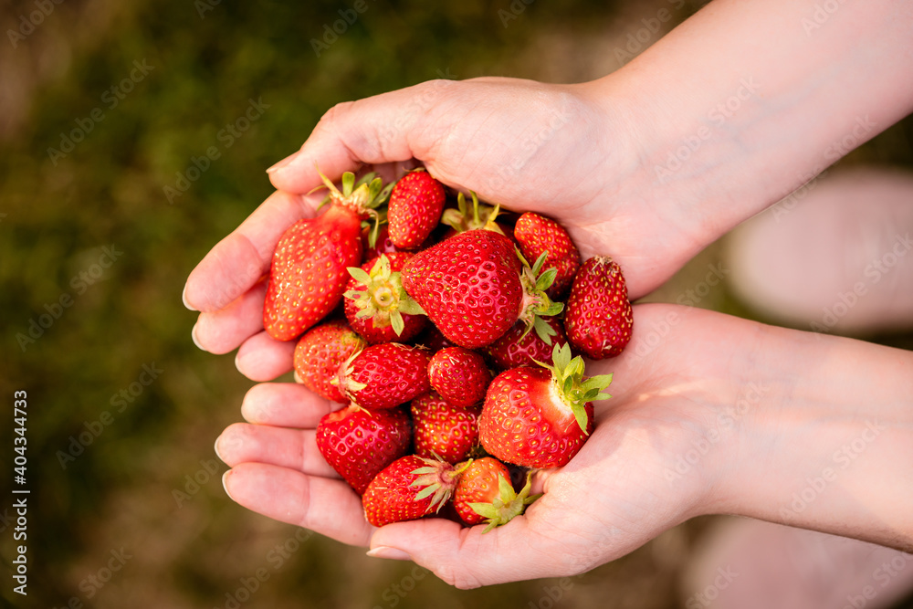 女人双手捧着一把草莓