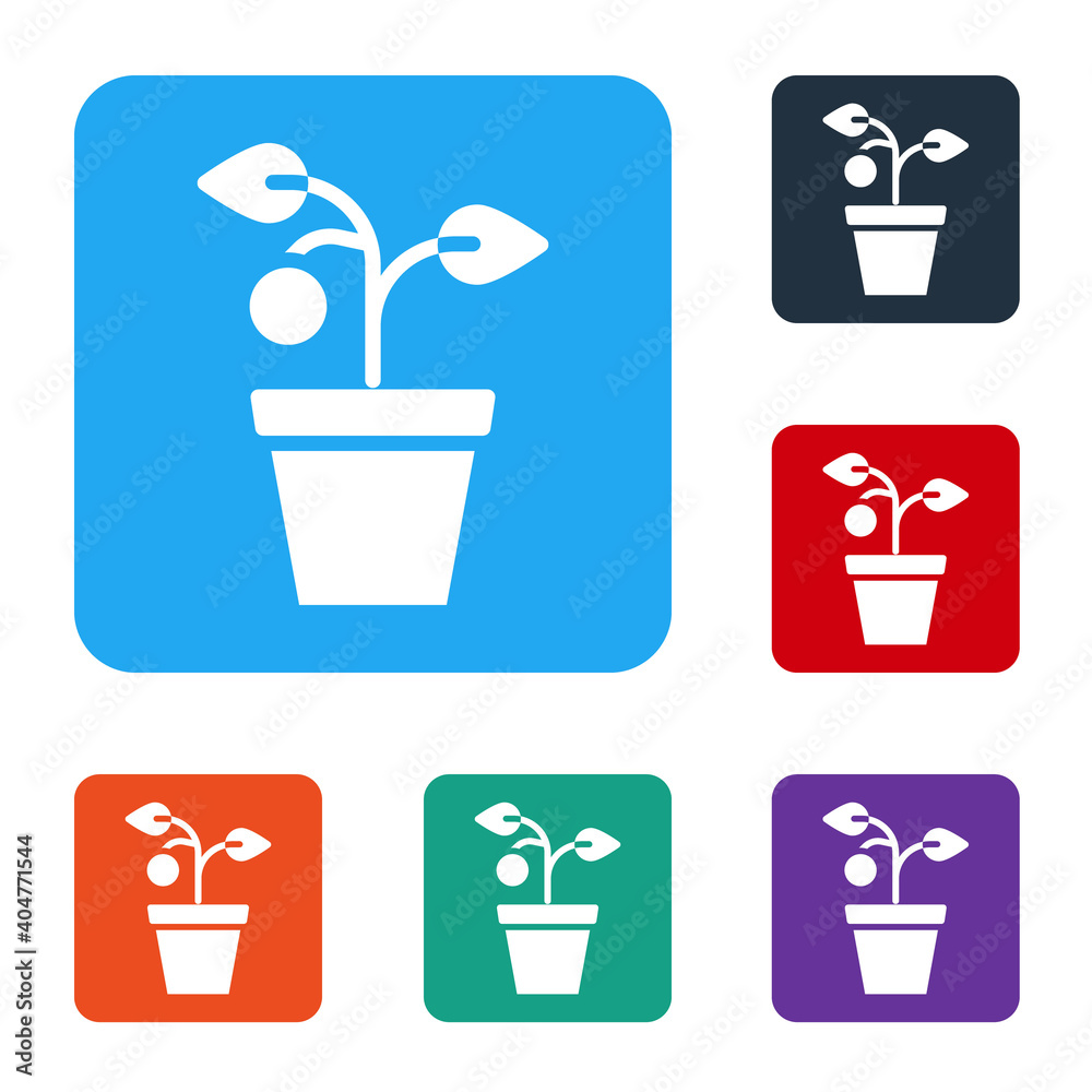 White Plant in pot icon isolated on white background. Plant growing in a pot. Potted plant sign. Set