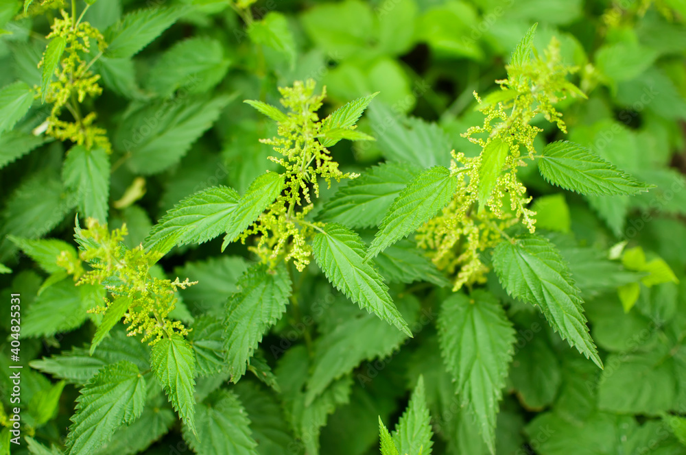 刺荨麻-荨麻-开花植物的特写。绿色荨麻叶的细节