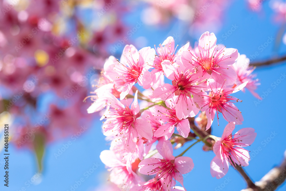 粉红色的樱花在春天绽放，在复活节的时候，在阳光明媚的模糊的黄色背景下