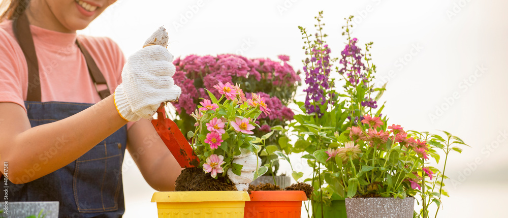 Close up on hands  woman with glove planting flower in garden at outdoor