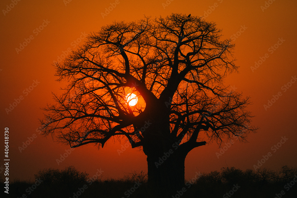 美丽的非洲日落上的猴面包树