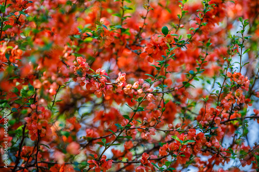 春天的树木开满了红色的花朵。美丽的景色充满了背景。