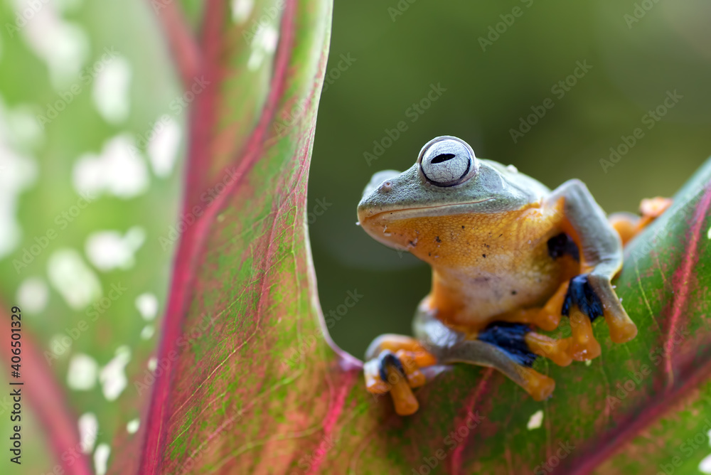 A green tree frog on a leaf