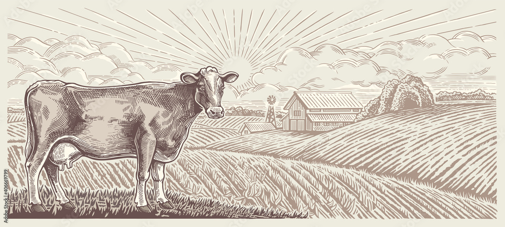 奶牛，以带有农场的乡村景观为背景，以图形风格进行插图。
