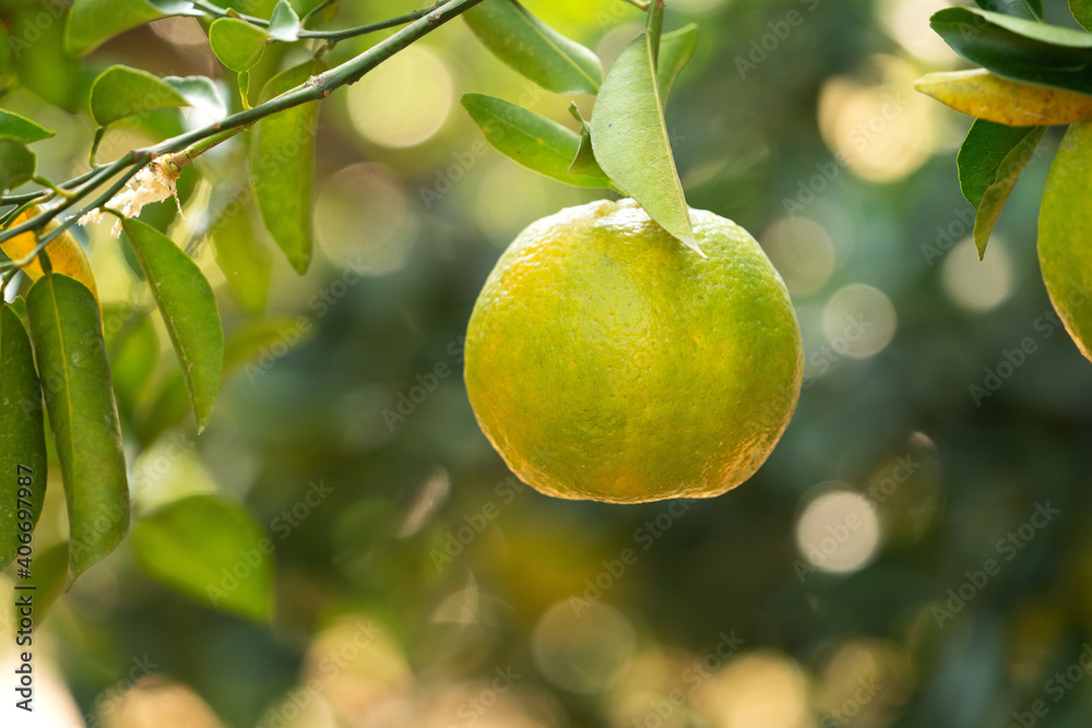 橘子园果园里树上的新鲜成熟的橘子。