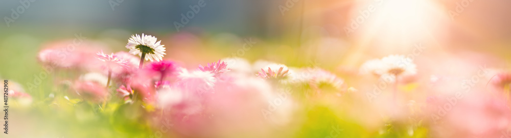 草地上有很多白色和粉色的春天雏菊