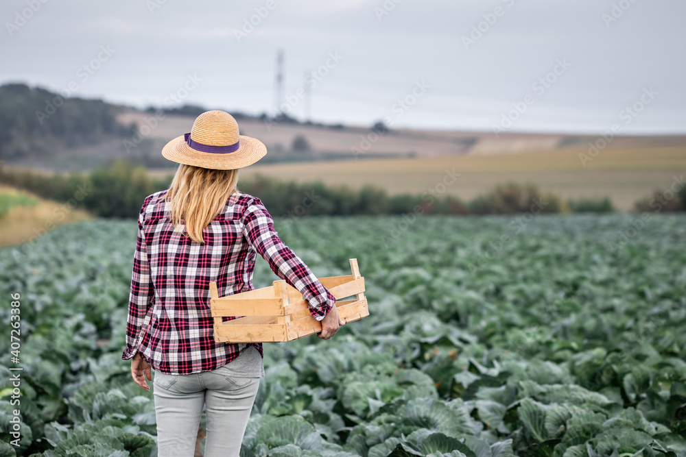 女人在菜地里收割。戴着草帽和格子衬衫的农民看着她的有机农场