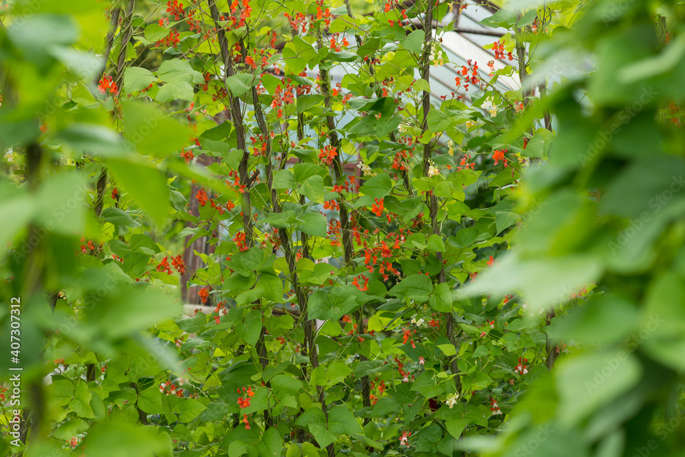 菜豆（Phaseolus coccineus）的红白花朵在自家庭院的绿色植物上绽放