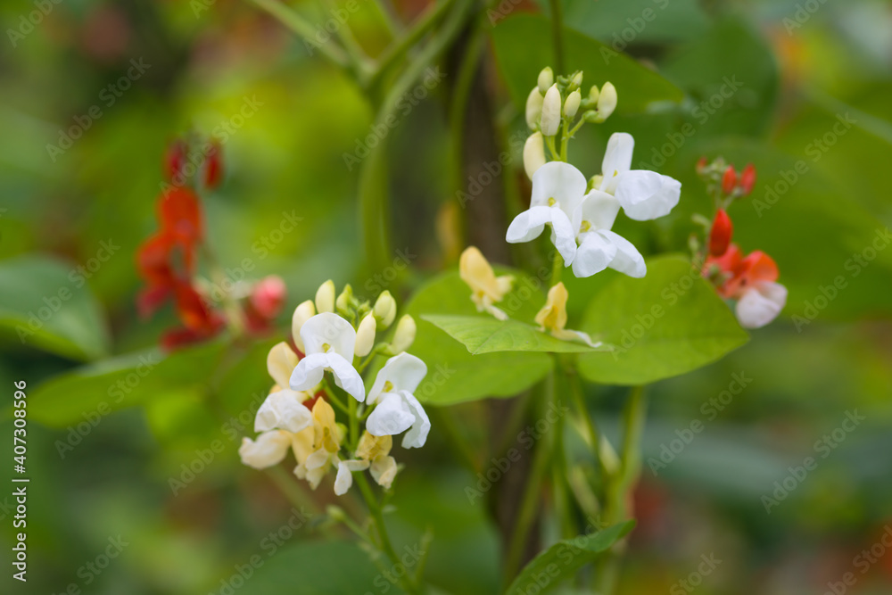 荷姆绿色植物上盛开的芸豆（Phaseolus coccineus）红白花详图