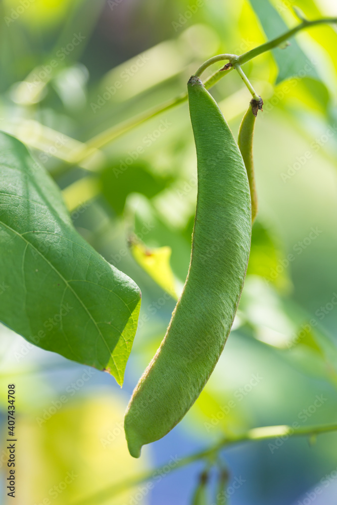 农场里生长的芸豆绿荚。灌木上长着一串扁豆荚（Phaseolus vulga）