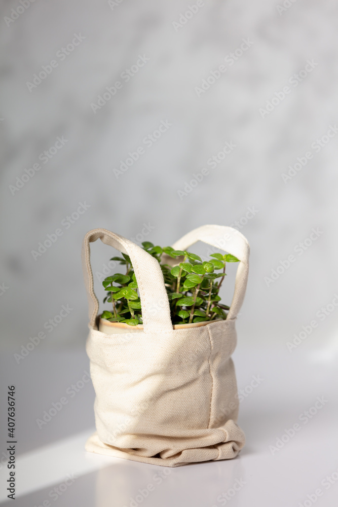手提包里的白色大理石墙上的婴儿植物。家居装饰，零浪费，环保可持续l