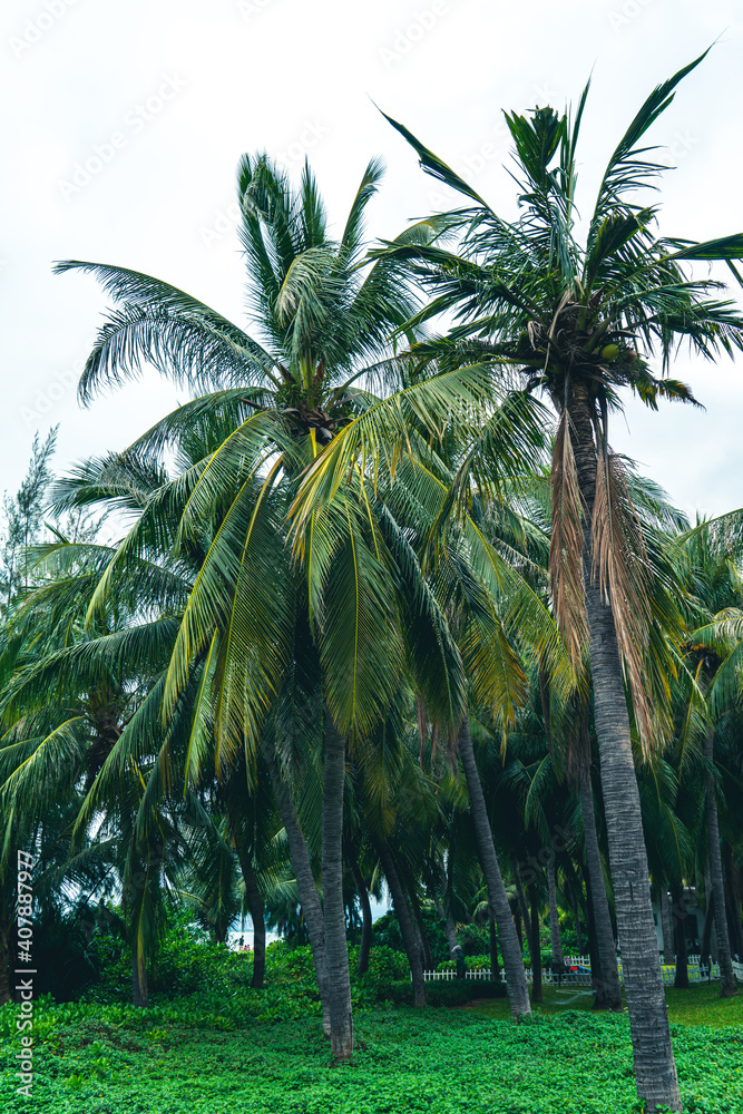 热带植物绿色棕榈树