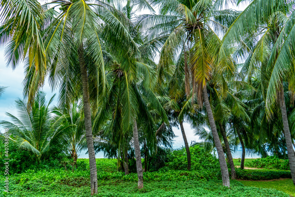 热带植物绿色棕榈树